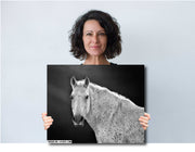 Dappled Elegance - Black and White Appaloosa Horse Photography - Equine Wall Art