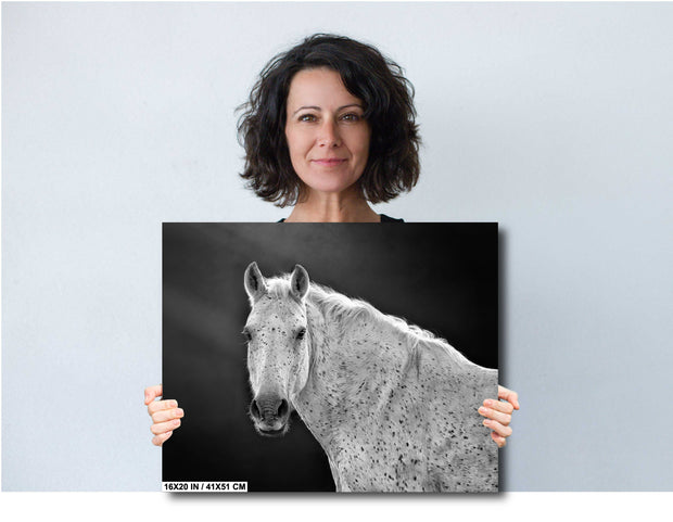 Dappled Elegance - Black and White Appaloosa Horse Photography - Equine Wall Art