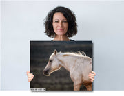 White Horse Wall Art - 'Dawn Whisper' - Equine Photography Canvas Print - Fine Art Home Decor