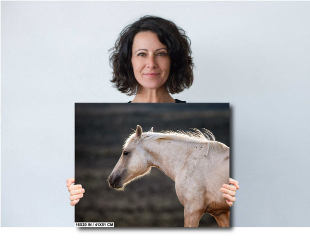 White Horse Wall Art - 'Dawn Whisper' - Equine Photography Canvas Print - Fine Art Home Decor