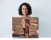 Wild Horse Photography Wall Art - 'Amber Dusk Grazing' - Western Decor Canvas Print