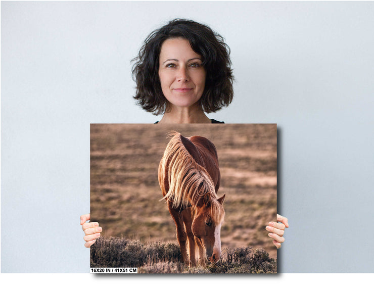 Wild Horse Photography Wall Art - 'Amber Dusk Grazing' - Western Decor Canvas Print