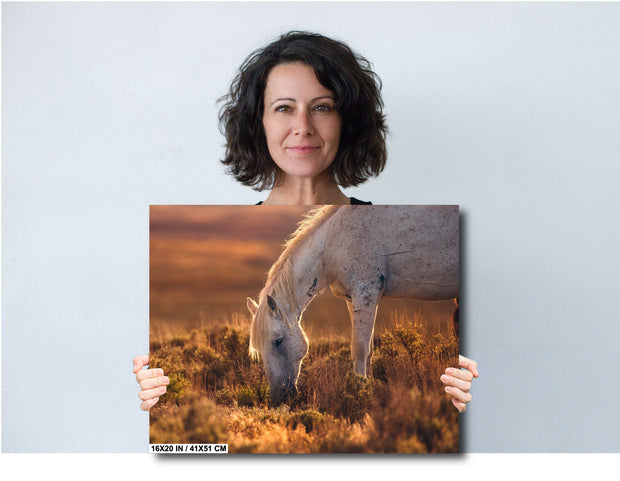 Wild Horse Photography - 'Amber Dusk' - Dappled Mustang Grazing - Western Wall Art Decor