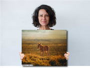 Wild Horse Wall Art - 'Sunset Solitude' - Mustang Foal Canvas Print - Western Photography Decor