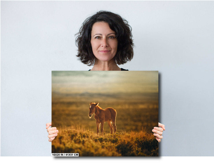 Wild Horse Wall Art - 'Sunset Solitude' - Mustang Foal Canvas Print - Western Photography Decor
