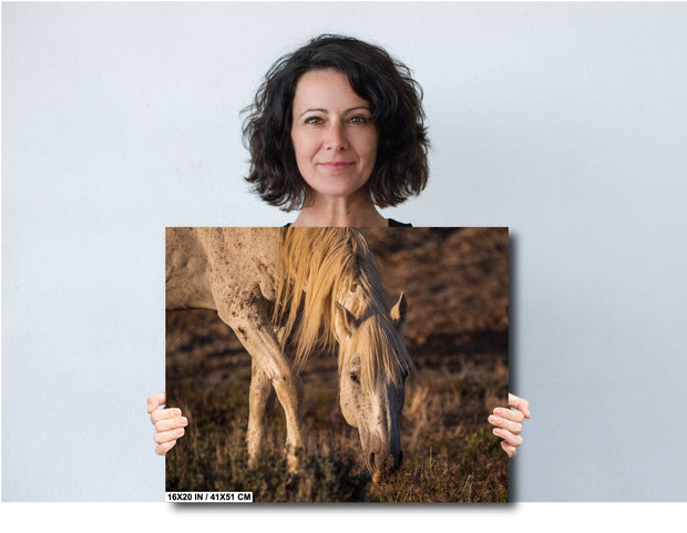 Wild Horse Photography - 'Sunset Grazing' - Cream Mustang Wall Art - Western Wilderness Decor