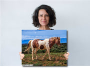 Wild Mustang Wall Art 'Desert Sentinel' - Pinto Horse Photography Print - Western Decor