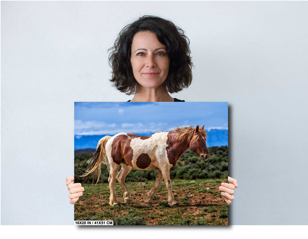 Wild Mustang Wall Art 'Desert Sentinel' - Pinto Horse Photography Print - Western Decor