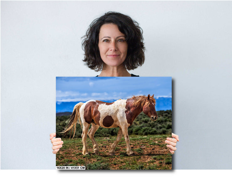 Wild Mustang Wall Art 'Desert Sentinel' - Pinto Horse Photography Print - Western Decor