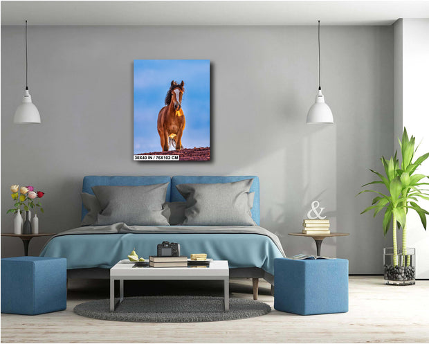 Majestic Mustang Wall Art - Wild Horse at Dusk - Blue Sky Western Photography
