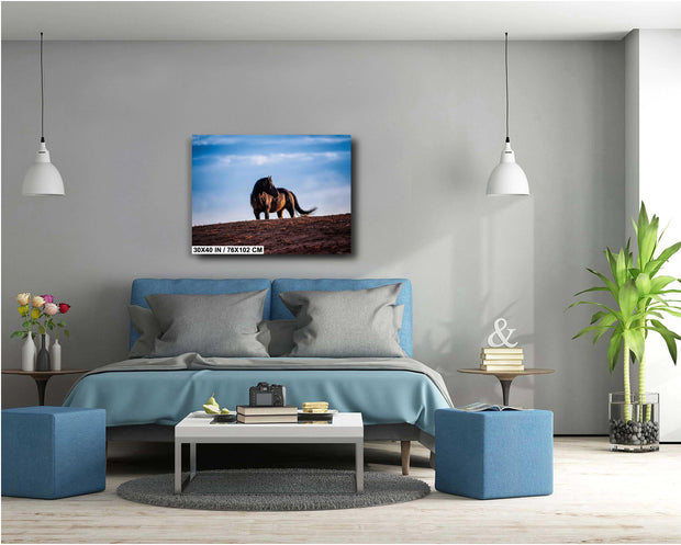Wild Horse Photography Wall Art - Solitary Sentinel - Western Wilderness Horse Canvas Print