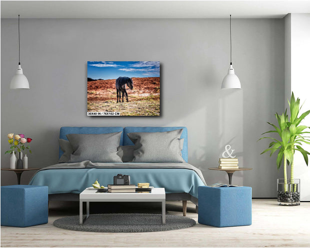 Sentinel of the Desert - Black Mustang Photography - Wild Horse Wall Art - Western Decor
