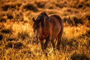 Wild Horse Photography 'Amber Dusk' - Western Landscape Art - Mustang in Golden Prairie