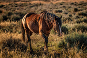 Wild Mustang Photography - 'Sunset Guardian' - Western Horse Wall Art - Rustic Home Decor