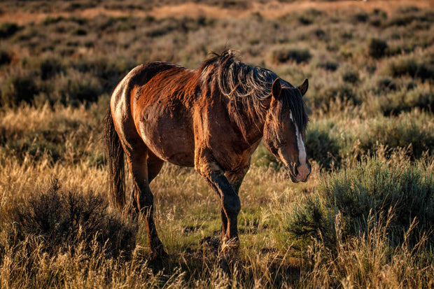 Wild Mustang Photography - 'Sunset Guardian' - Western Horse Wall Art - Rustic Home Decor