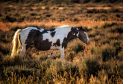 Wild Horse Photography - Dusk Sentinel Pinto - Western Wall Art - Rustic Home Decor