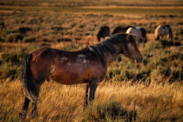 Wild Mustang Photography - 'Sunset Guardian' - Western Horse Wall Art - Prairie Canvas Print
