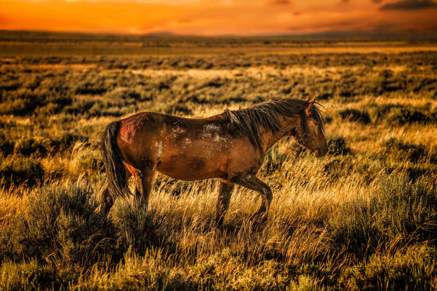 Amber Dusk Mustang - Wild Horse Photography Art - Western Sunset Prairie Wall Decor