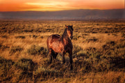 Amber Dusk Mustang - Western Horse Photography - Golden Prairie Sunset Wall Art