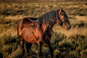 Wild Mustang Wall Art 'Sunset Sentinel' - Western Horse Photography Print - Canvas Metal Fine Art