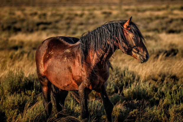 Wild Mustang Wall Art 'Sunset Sentinel' - Western Horse Photography Print - Canvas Metal Fine Art