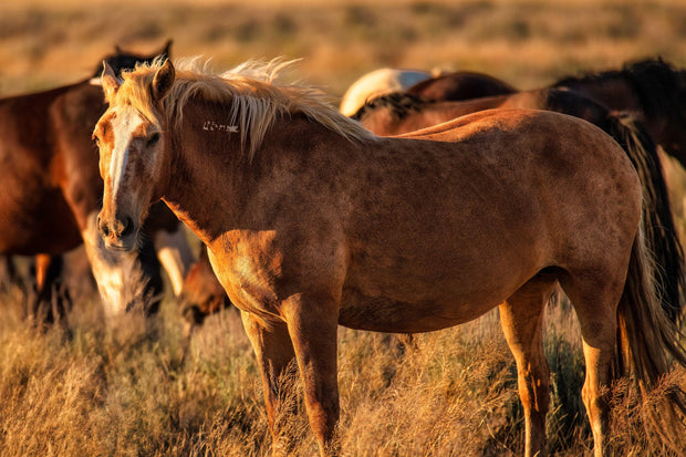 Wild Mustang Wall Art 'Amber Dusk' - Wild Horse Photography - Western Home Decor Canvas Print