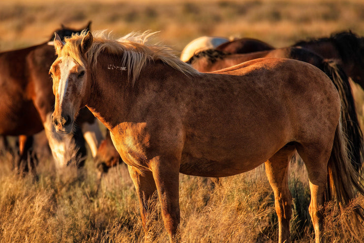 Wild Mustang Wall Art 'Amber Dusk' - Wild Horse Photography - Western Home Decor Canvas Print