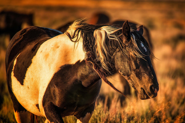 Wild Mustang Wall Art 'Sunset Splendor' - Pinto Horse Photography Print - Western Decor
