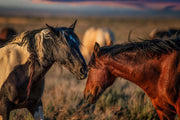 Wild Horse Photography - Sunset Whispers Canvas Print - Mustang Bond Wall Art - Western Decor