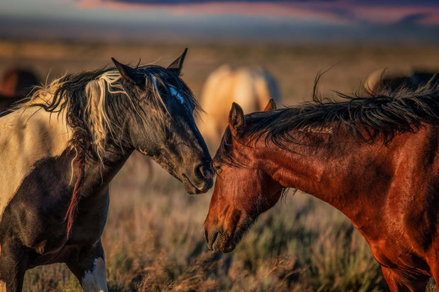 Wild Horse Photography - Sunset Whispers Canvas Print - Mustang Bond Wall Art - Western Decor