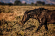 Wild Mustang Wall Art 'Dusk Wanderer' - Black Horse Photography - Western Prairie Decor