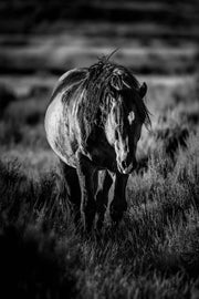 Wild Mustang Black and White Photography - 'Untamed Soul' Horse Wall Art Print Canvas