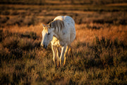 White Horse Wall Art - 'Sunset Solitude' - Canvas Print Western Wildlife Photography Rustic Decor