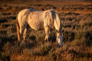 Wild Horse Photography - Amber Light Grazing - White Mustang Wall Art - Western Decor