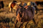 Wild Horse Photography Wall Art - 'Sunset Spirit' - Canvas Print Western Decor Fine Art