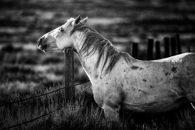White Horse Black and White Photography - 'Sentinel Spirit' - Western Ranch Art Print