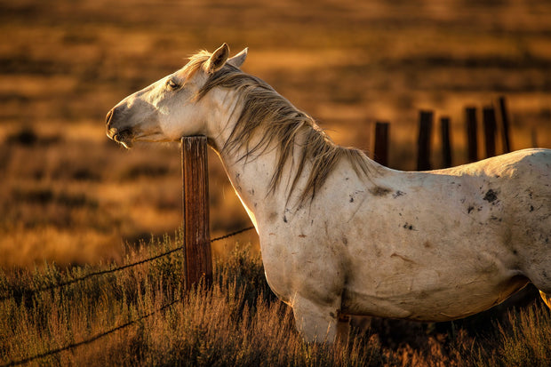 Dusk Guardian - White Horse Golden Light Photography - Western Ranch Fence Wall Art