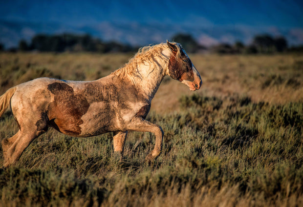 Wild Mustang Photography - 'Sunset Warrior' - Canvas Print Western Horse Wall Art Decor