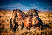 Wild Mustang Photography - 'Sunset Guardians' - Western Horse Wall Art - Rustic Home Decor