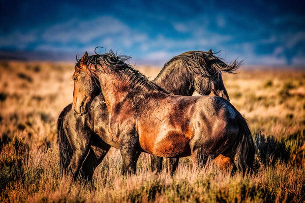 Wild Mustang Photography - 'Sunset Guardians' - Western Horse Wall Art - Rustic Home Decor