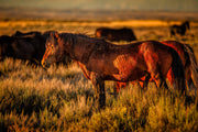 Wild Mustang Wall Art 'Amber Dusk' - Western Horse Photography - Sunset Prairie Canvas Print