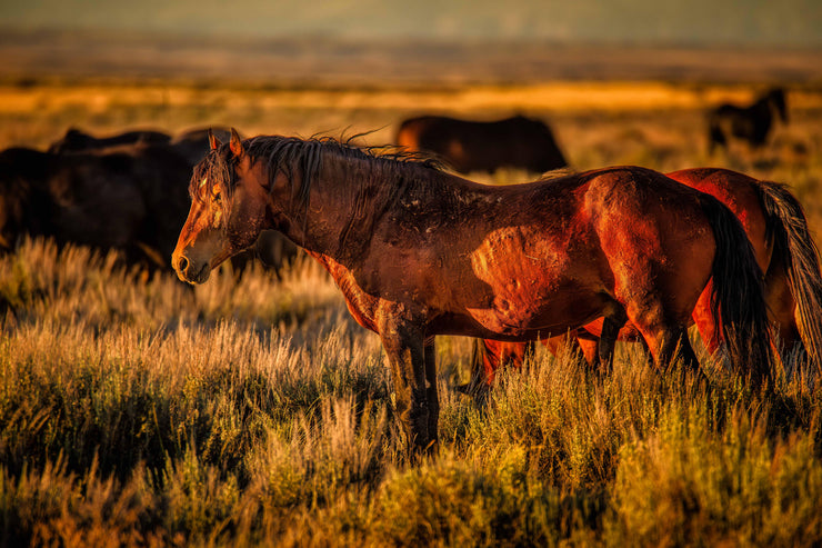 Wild Mustang Wall Art 'Amber Dusk' - Western Horse Photography - Sunset Prairie Canvas Print