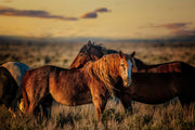 Wild Mustang Wall Art - 'Sunset Companions' - Western Horse Photography - Rustic Home Decor