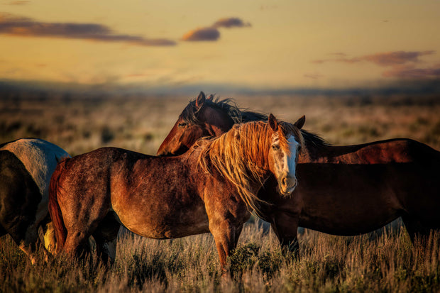 Wild Mustang Wall Art - 'Sunset Companions' - Western Horse Photography - Rustic Home Decor