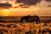 Sunset Silhouette Wild Horse Photography - Western Prairie Wall Art - Amber Horizon Decor