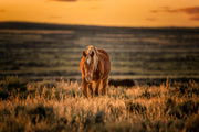 Wild Horse at Sunset - Amber Horizon Canvas Print - Western Prairie Wall Art Home Decor