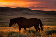 Dusk Wanderer - Wild Horse Sunset Wall Art - Western Prairie Photography - Rustic Home Decor