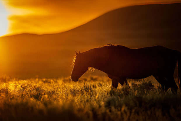 Wild Horse Silhouette Wall Art - Amber Sunset - Western Landscape Photography - Rustic Home Decor