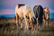 Wild Mustang Photography - 'Dusk Harmony' - Western Horse Wall Art - Canvas Print