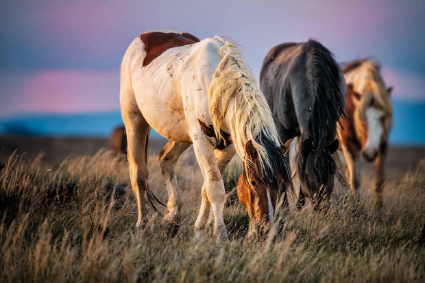 Wild Mustang Photography - 'Dusk Harmony' - Western Horse Wall Art - Canvas Print